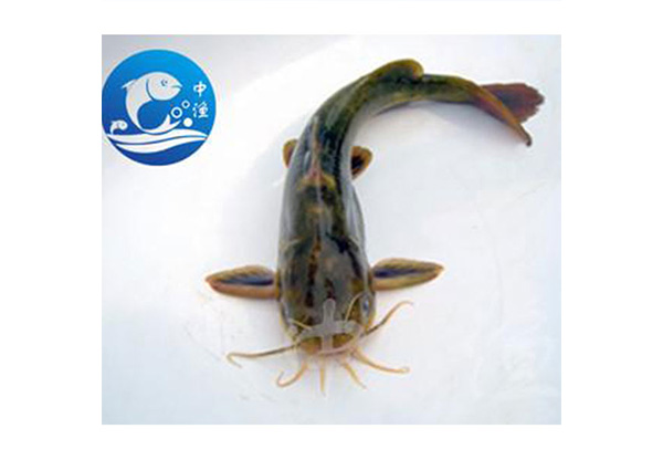 中漁水(shuǐ)産